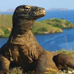 Komodo, reptil purba yang langka, sedang berjalan di alam bebas