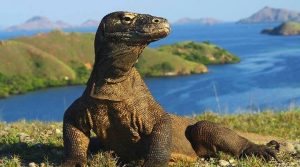 Komodo, reptil purba yang langka, sedang berjalan di alam bebas