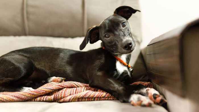 Anjing memiringkan kepala saat mendengar suara