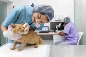 Pemeriksaan rutin oleh dokter hewan membantu mendeteksi penyakit sejak dini