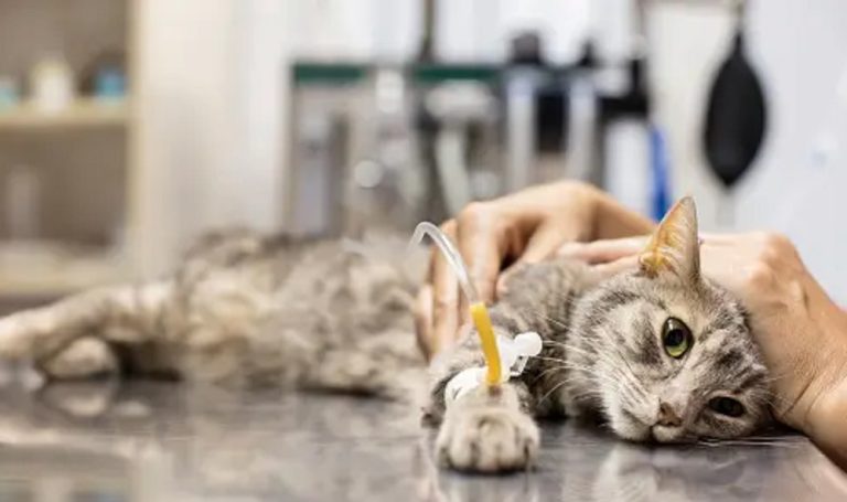 Kenapa Hewan Peliharaan Sering Sakit? Mungkin Ini Penyebabnya!